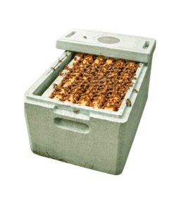 National nuc beehive with active honey bee colony on wooden frames