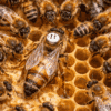 mated buckfast f1 queen honey bee on a British hive surrounded by worker bees – Numidia Kingdom beekeeping.