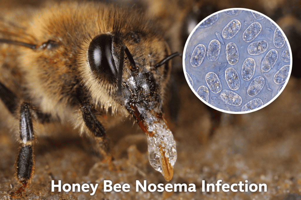 Close-up honey bee showing visible Nosema infection with microscopic spores highlighted to illustrate threats to raw honey production.