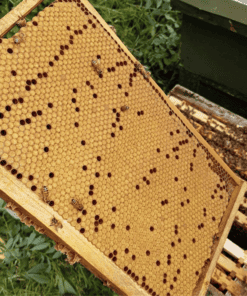 buckfast nucleus colony 14x12 national