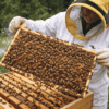 Beekeeper inspecting a wooden hive frame full of honey bees during routine hive inspection