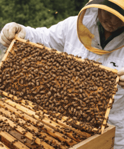 Beekeeper inspecting a wooden hive frame full of honey bees during routine hive inspection