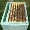 Langstroth nuc beehive with active honey bee colony during inspection