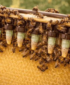 Buckfast bees tending queen cells on a grafting frame during queen rearing at Numidia Kingdom.