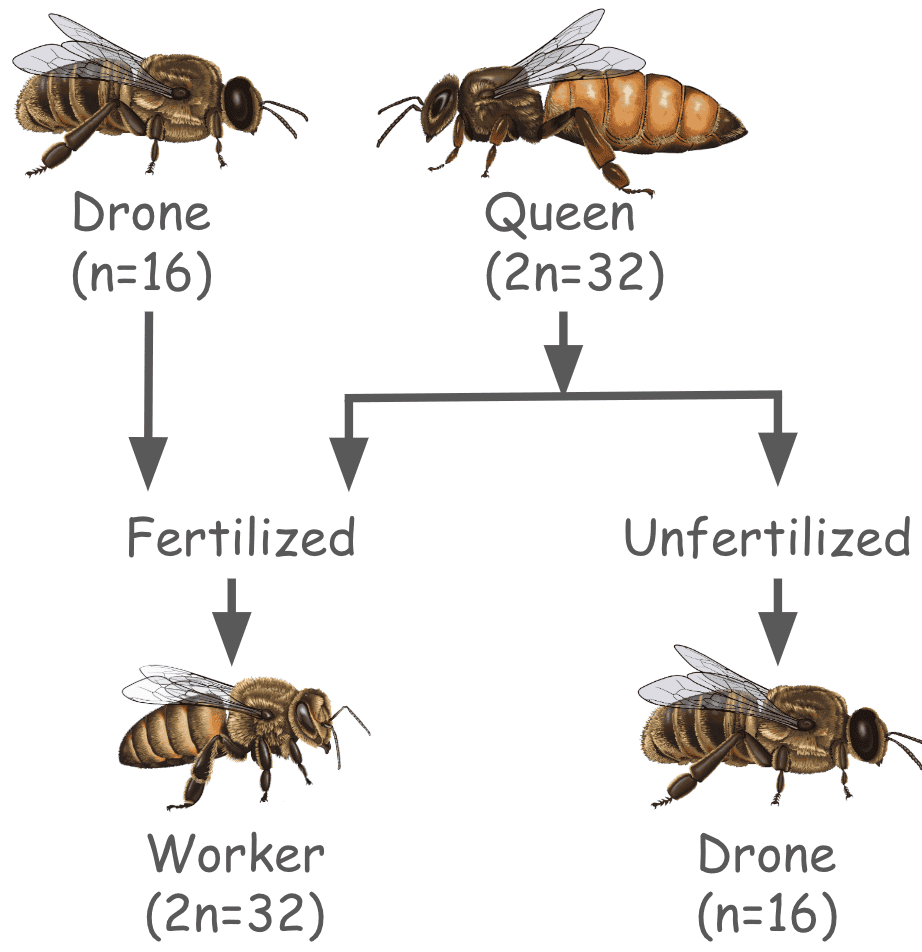 Genetic diagram showing how queen bee genetics determine worker traits and influence honey taste.